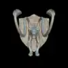 Front view of the displacer beast trophy bust with two tentacles rising over a studded wooden shield